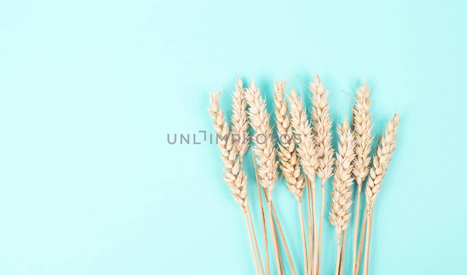 Wheat ears, gluten intolerance, celiac disease or grain allergy, harvest in summer, agriculture for food, farm, blue background