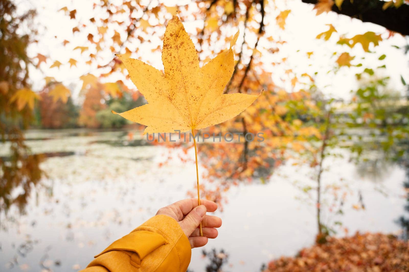 Holding a yellow maple leaf in the hand, colorful autumn foliage, fall season, orange, yellow and red colored leaves