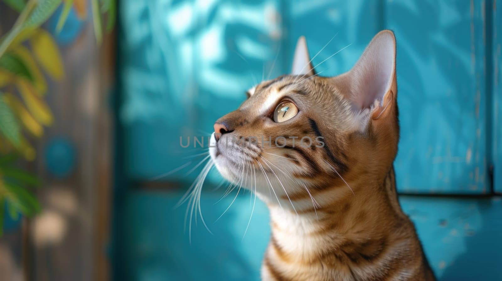 Bengal cat on blue horizontal background. Template for presentation of products or services for animals