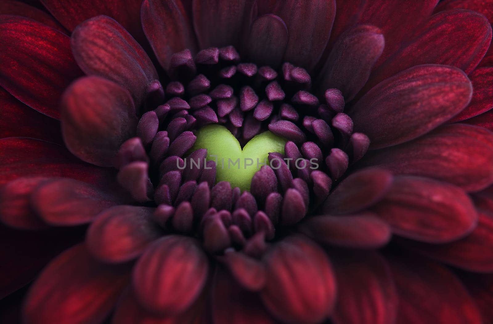 A close-up view reveals vibrant purple flower petals arranged in a heart shape, showcasing intricate textures and patterns.