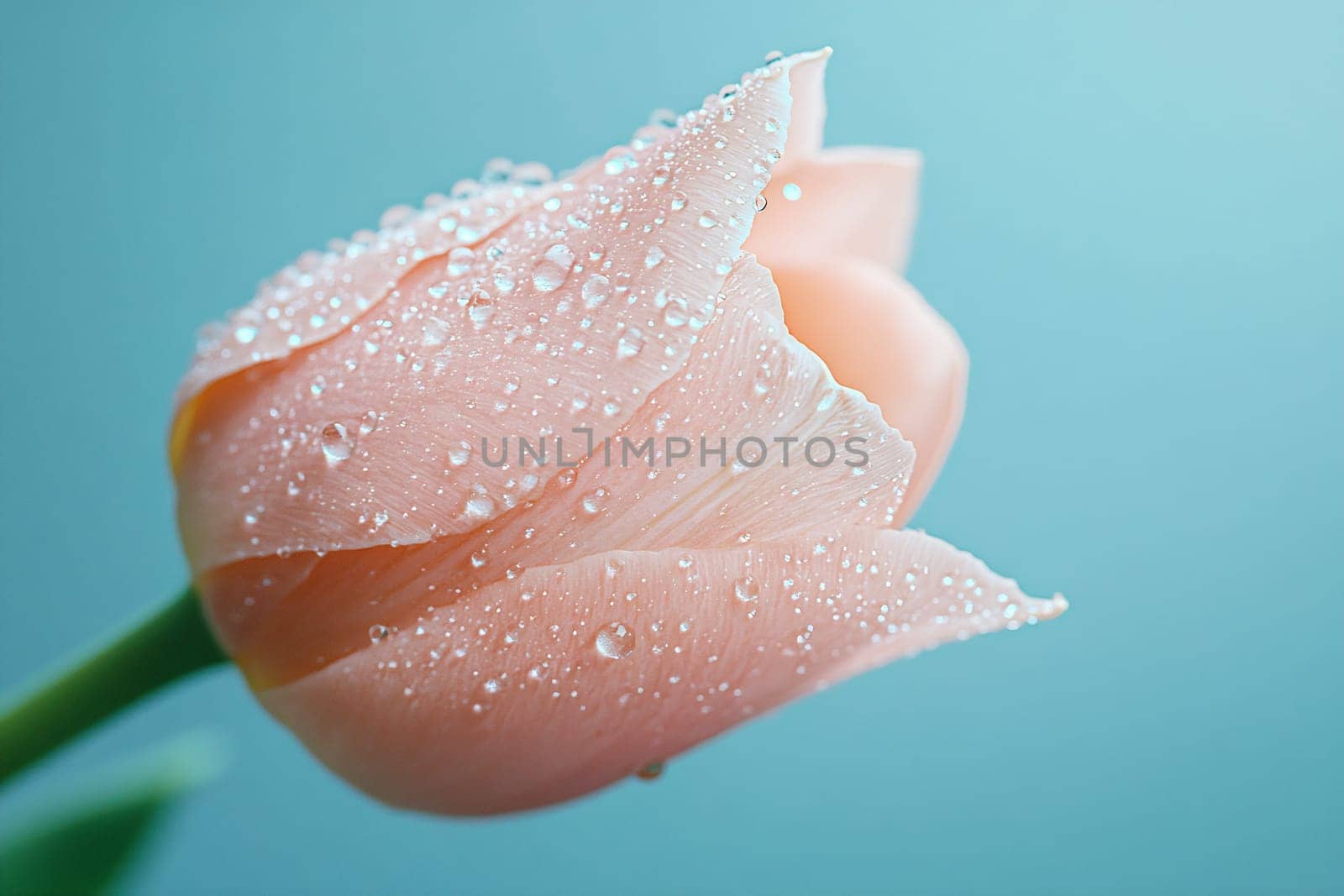 A delicate pink tulip displays glistening dewdrops on its soft petals, showcasing nature's beauty against a serene blue background.