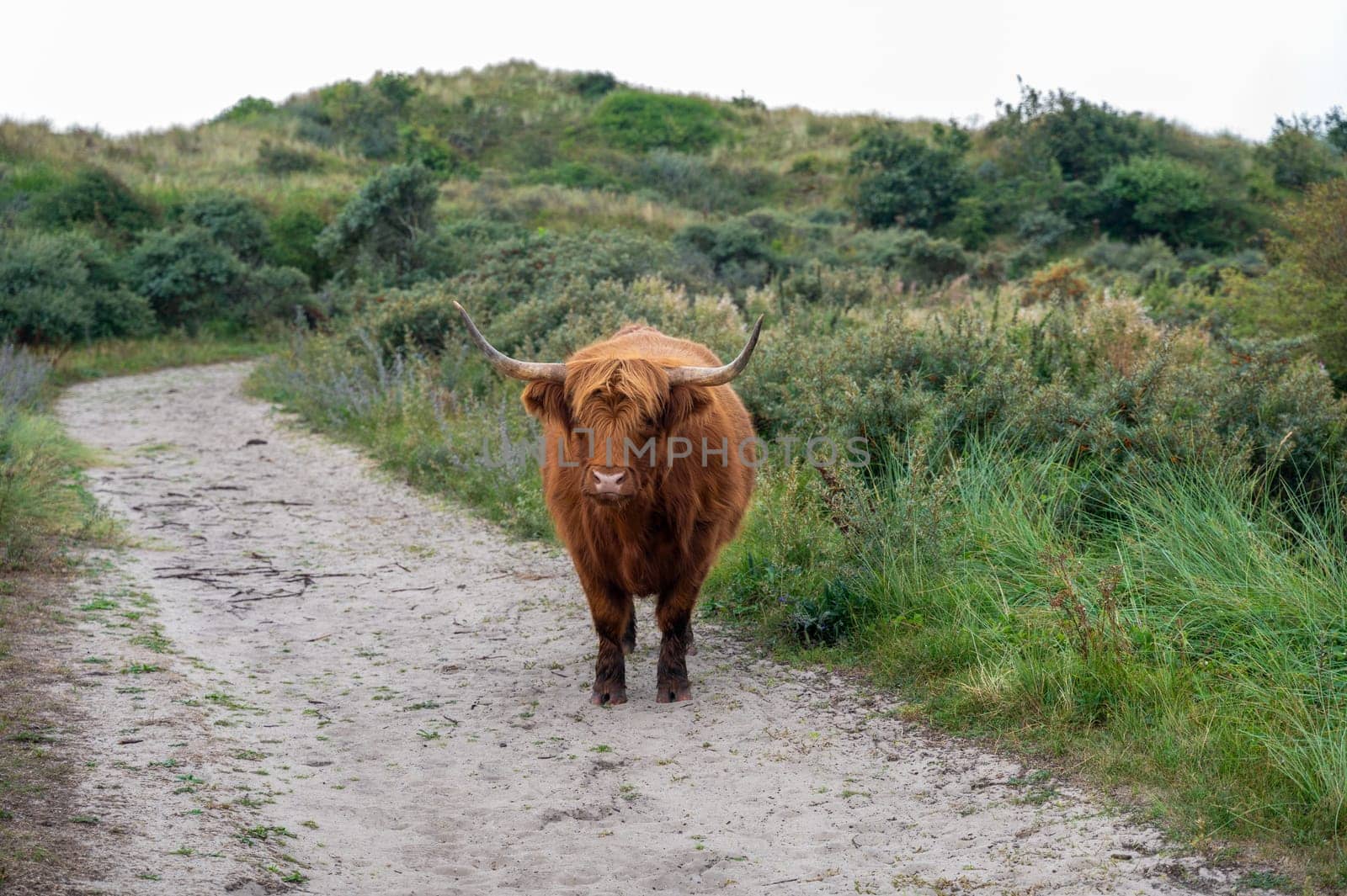 A Scottish highland cattle stands on a footpath in the dune hinterland in a nature reserve near Egmond aan Zee in the Netherlands