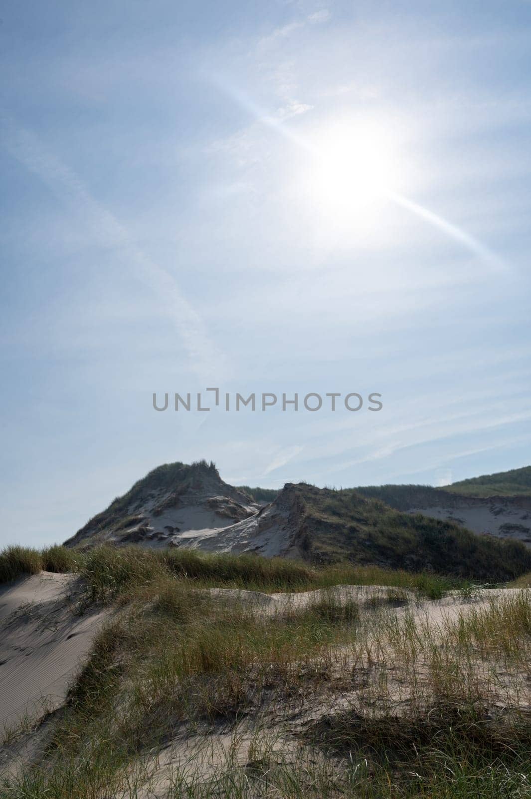 Dunes landscape  with beach grass  and sun on the North Sea coast in the Netherlands