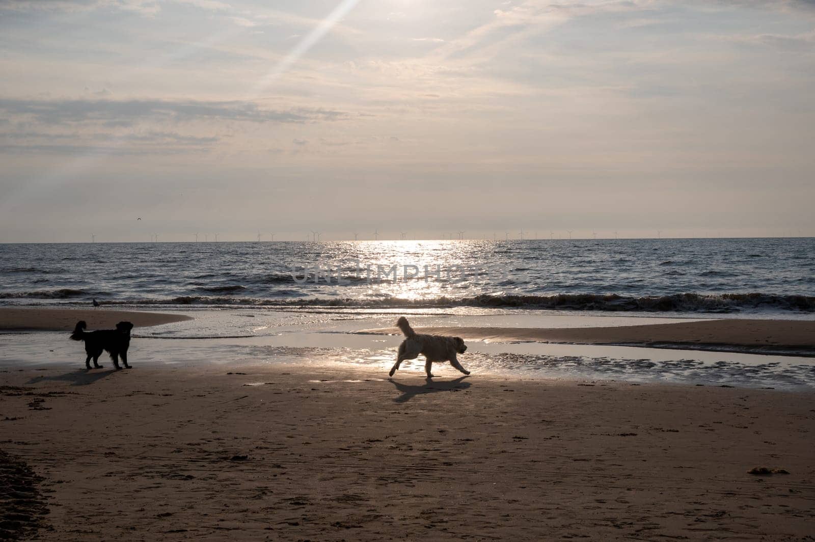 Two dogs are happy to jump around in front of the waves on the beach at sunset