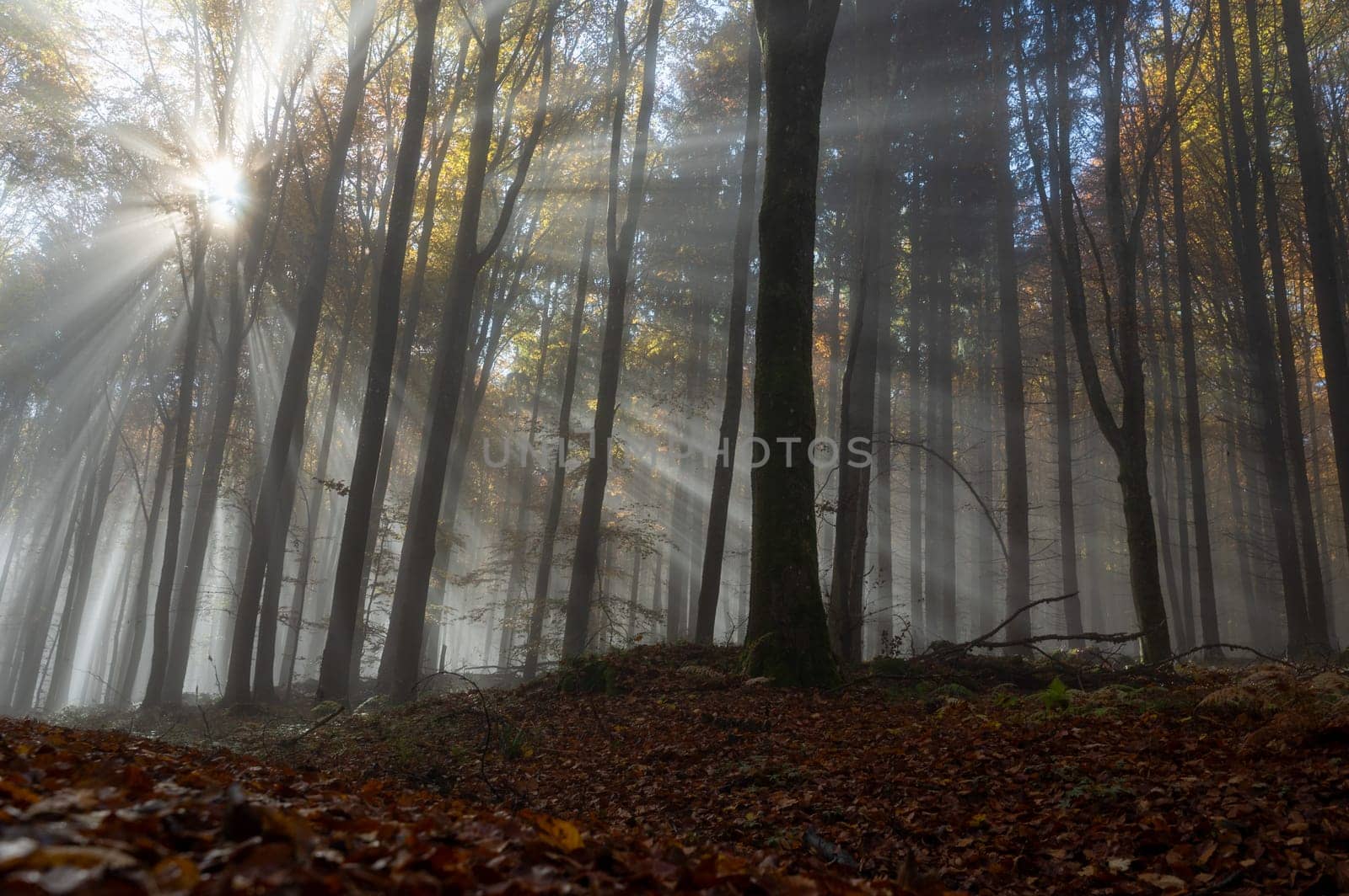 Sun shines in the morning fog in a forest in autumn