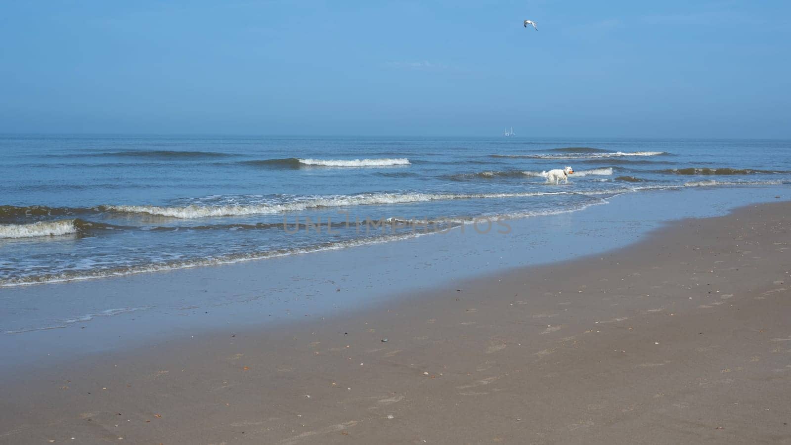 Sandy beach with waves at the sea, a dog with a small ball in its mouth comes out of the water