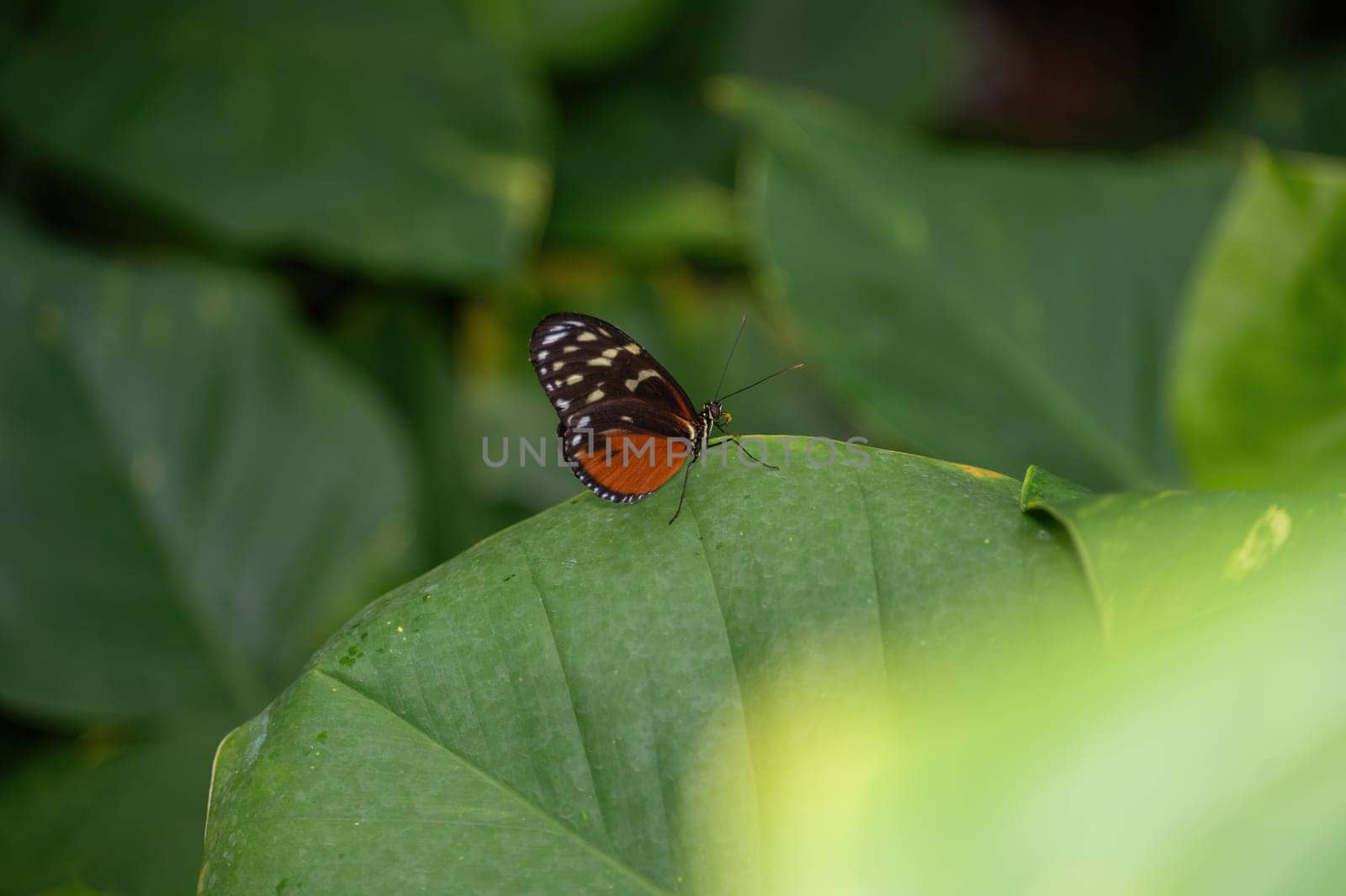 Tiger Passionflower butterfly ( Heliconius hecale ) on a green leaf
