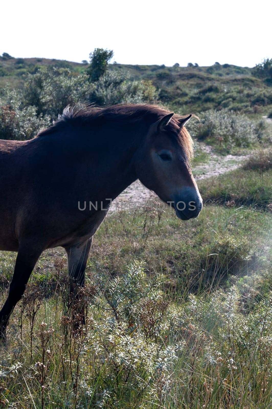 Konik wild horses and Exmoor ponies live in a dune landscape in a nature reserve, for natural management of the dunes to curb the growth of shrubs, near Egmond aan Zee in the Netherlands