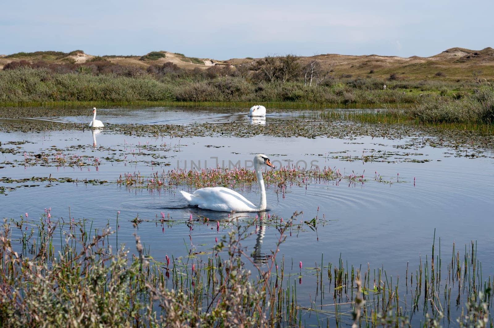 A white swan ( Cygnus ) swims in the water of a small lake in a dune landscape in a nature reserve near Egmond aan Zee in the Netherlands