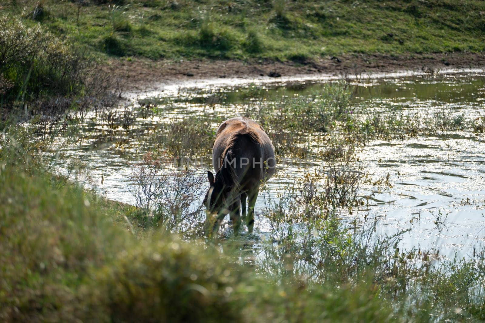 Konik wild horses and Exmoor ponies live in a dune landscape in a nature reserve, for a natural management of the dunes to curb the proliferation of the bushes, near Egmond aan Zee in the Netherlands
