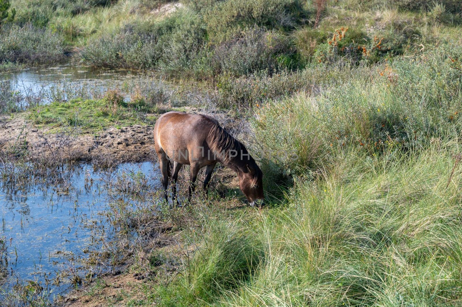 Konik wild horses and Exmoor ponies live in a dune landscape in a nature reserve, for a natural management of the dunes to curb the proliferation of the bushes, near Egmond aan Zee in the Netherlands