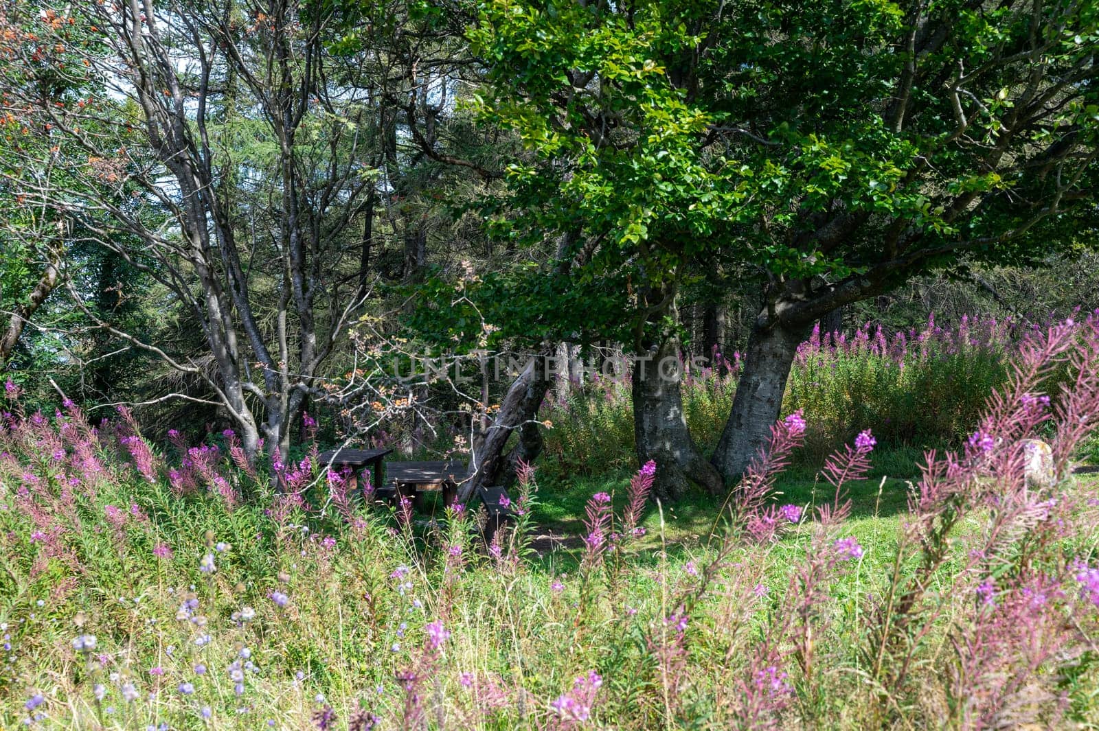 Blooming willowherb (Epilobium angustifolium) on a green meadow with trees in the background