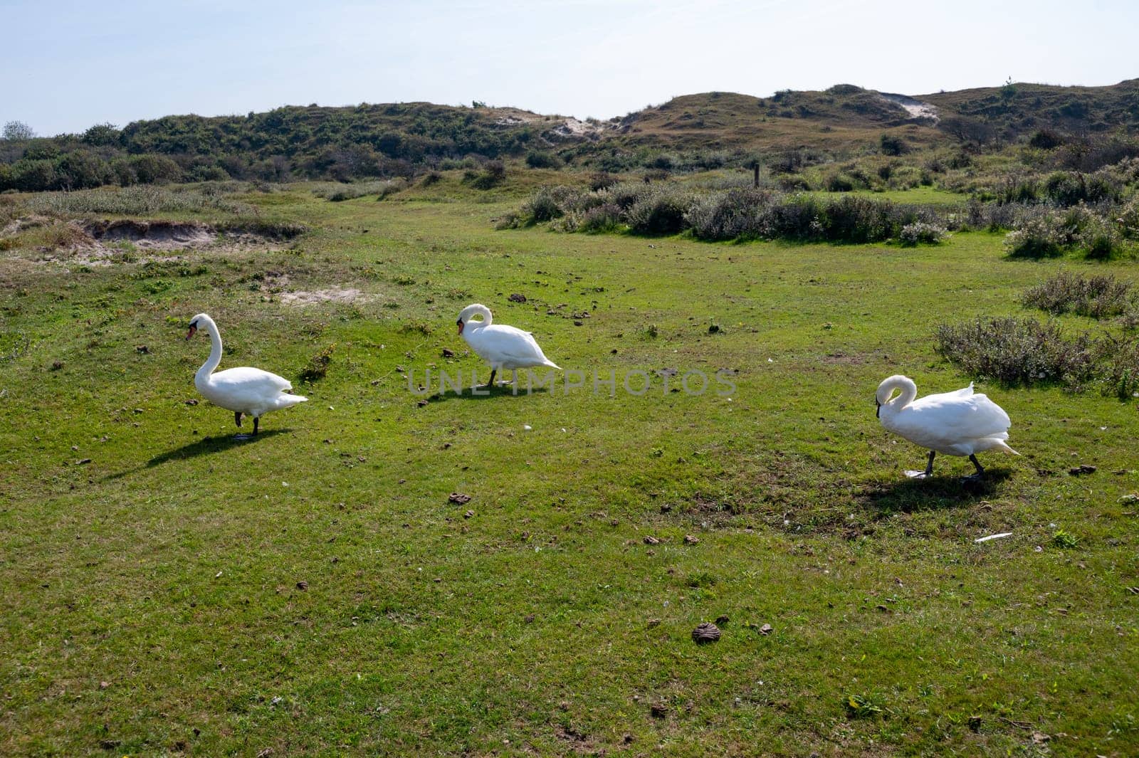 Swans ( Cygnus ) standing in a dune landscape in a nature reserve near Egmond aan Zee in the Netherlands