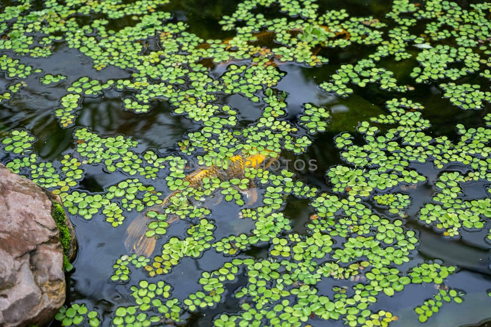 A Koi carp fish in the water of a pond
