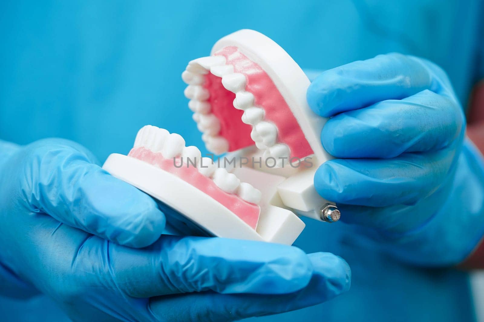 Asian dentist holding dental teeth model for learn about dentistry.