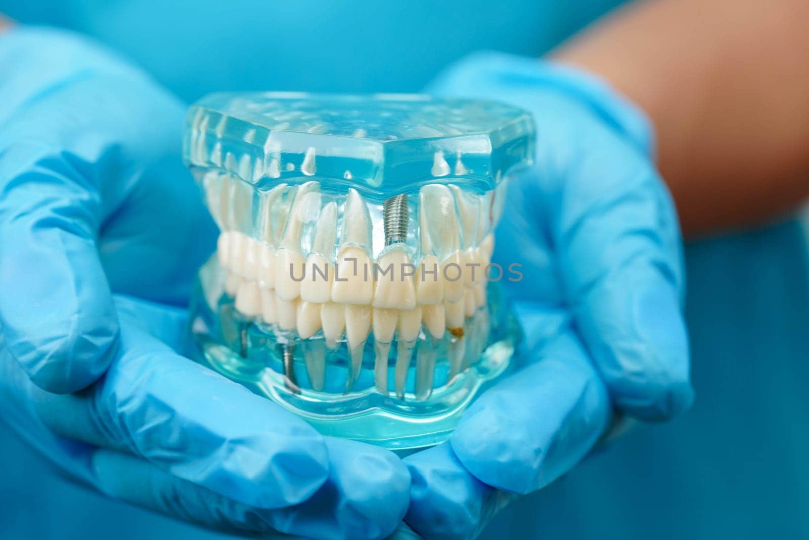 Asian dentist holding dental teeth model for learn about dentistry.
