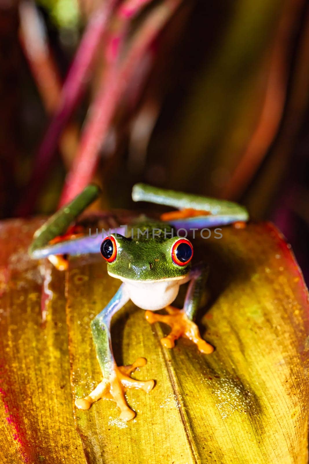 Red-eyed tree frog (Agalychnis callidryas), Beautiful iconic Green frog with red eyes sits on a red leaf in the tropics. Refugio de Vida Silvestre Cano Negro, Costa Rica wildlife.