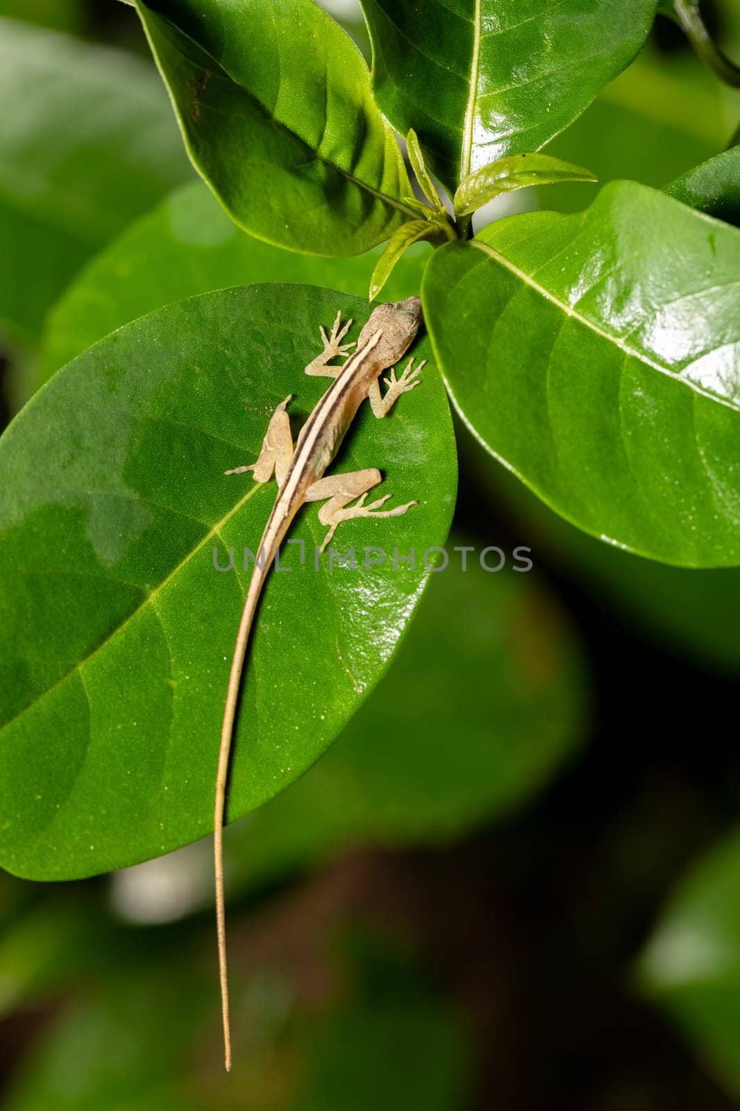 Anolis limifrons, known commonly as the slender anole or the border anole. Species of lizard in the family Dactyloidae., Refugio de Vida Silvestre Cano Negro, Costa Rica wildlife