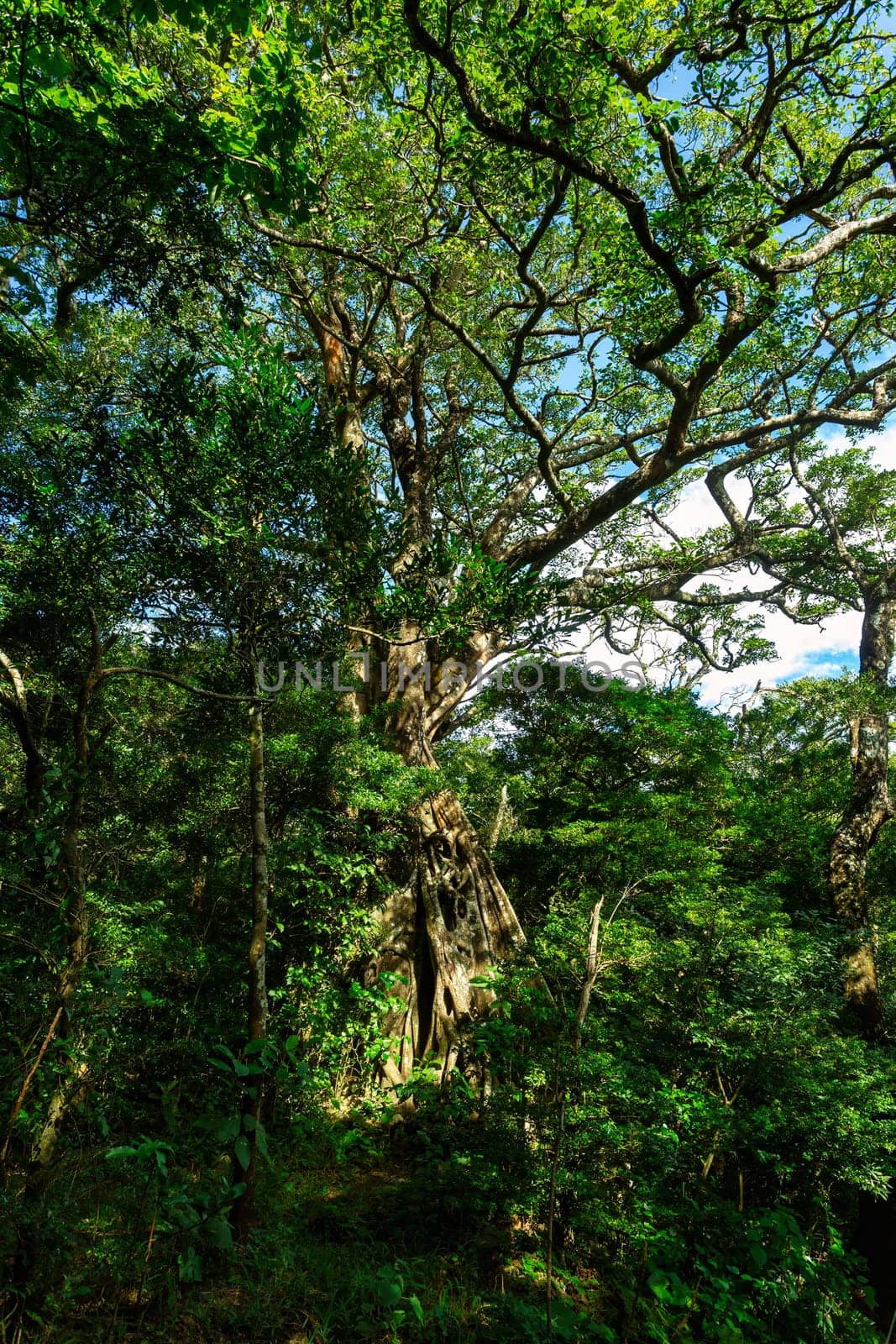 Stream in green dense Tropical rainforest landscape. Mountain rain forest. Traditional Costa Rica greenery landscape. Rincon de la Vieja, Province, Costa Rica