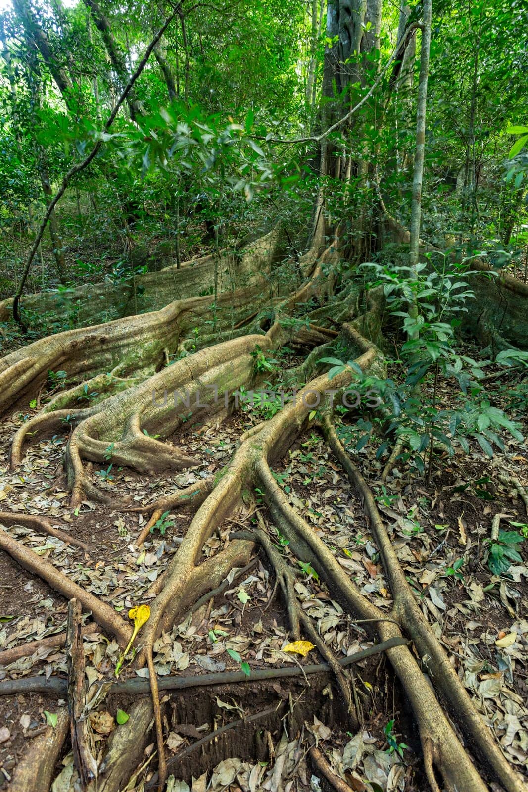 Massive tree roots on the surface of Fig Tree in tropical jungle forest, Rincon de la Vieja National Park, Parque Nacional Rincon de la Vieja, Guanacaste Province, Costa Rica