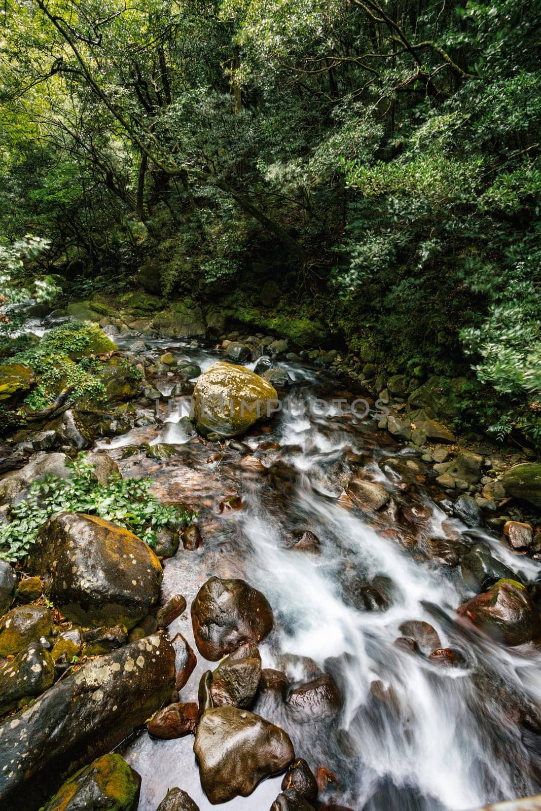 Stream in green dense Tropical rainforest landscape. Mountain rain forest. Traditional Costa Rica greenery landscape. Rincon de la Vieja, Province, Costa Rica
