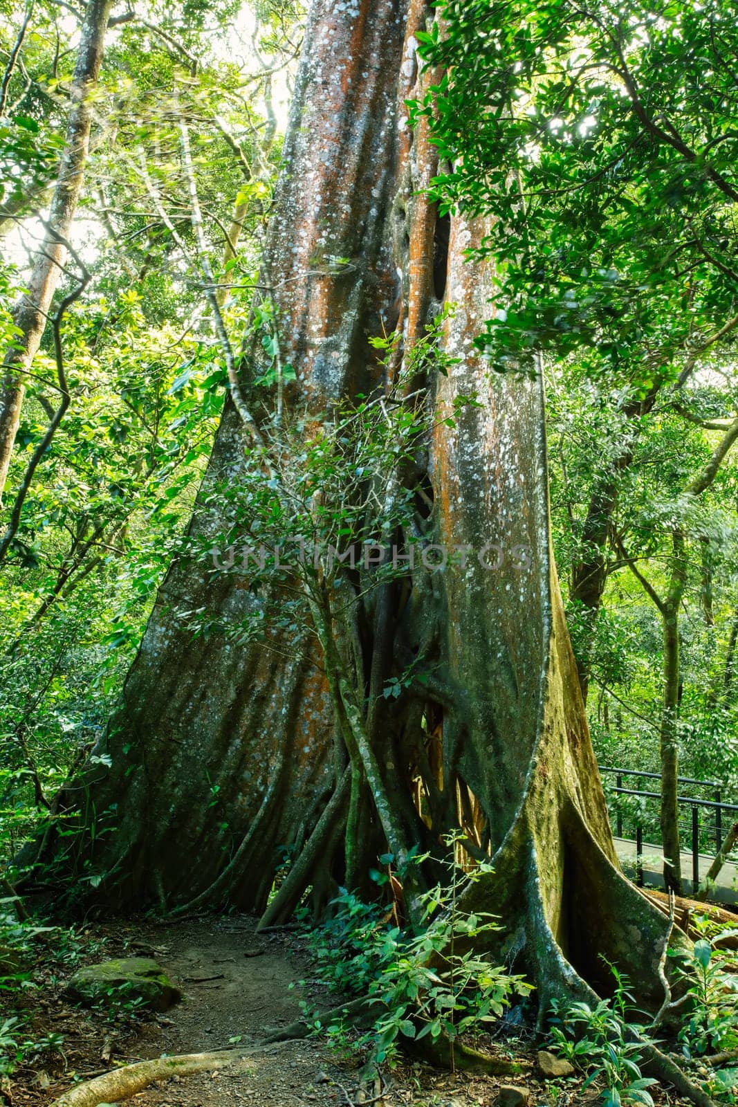 Massive tree roots on the surface of Fig Tree in tropical jungle forest, Rincon de la Vieja National Park, Parque Nacional Rincon de la Vieja, Guanacaste Province, Costa Rica