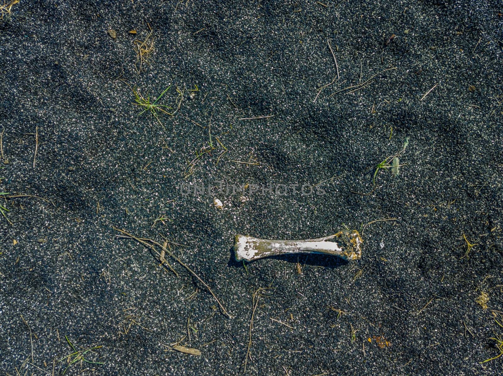 bone laid on black sand or ashes surface under direct sun light, high angle view