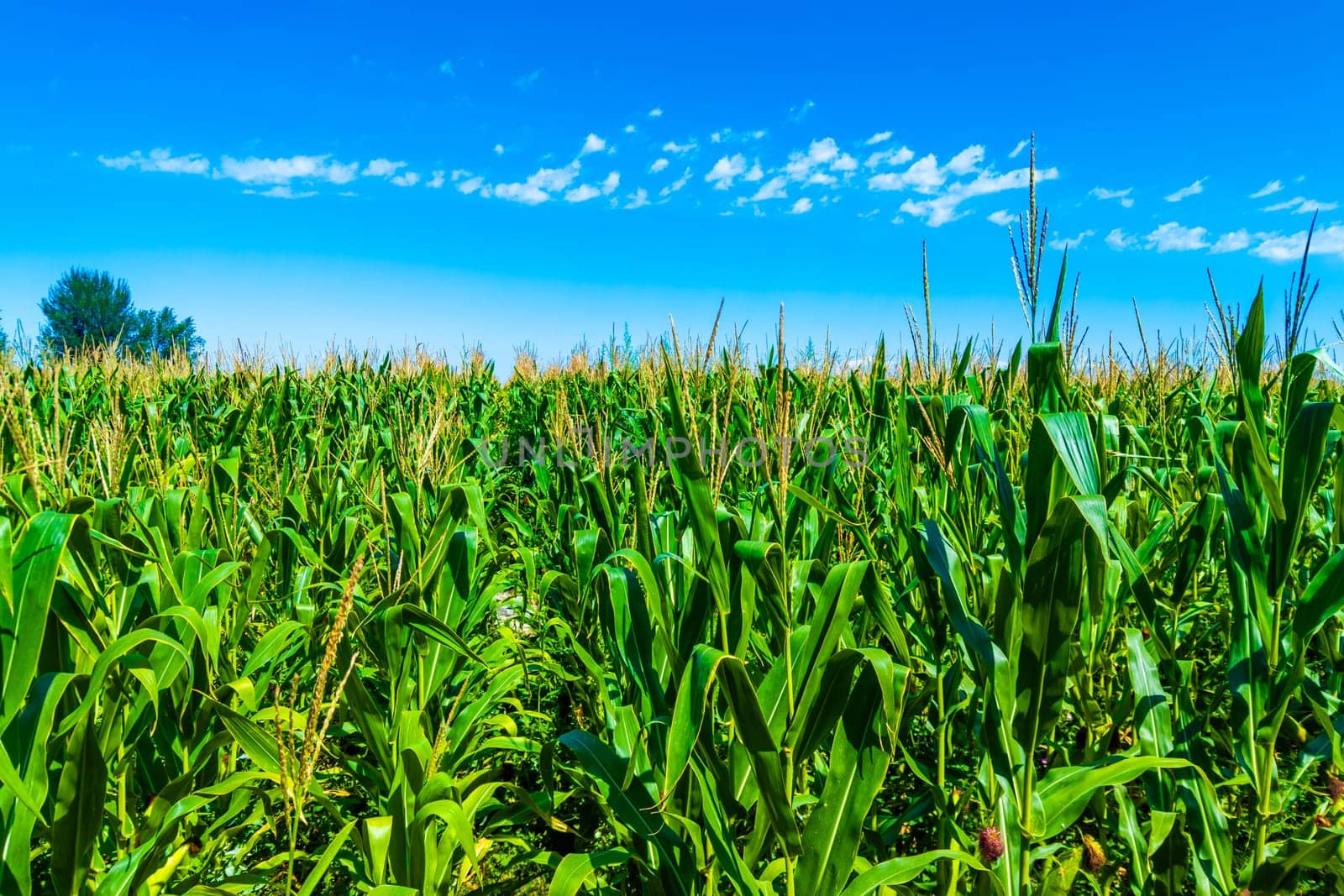 Lively and vibrant corn plants are thriving beautifully in sunny weather with a clear blue sky above them