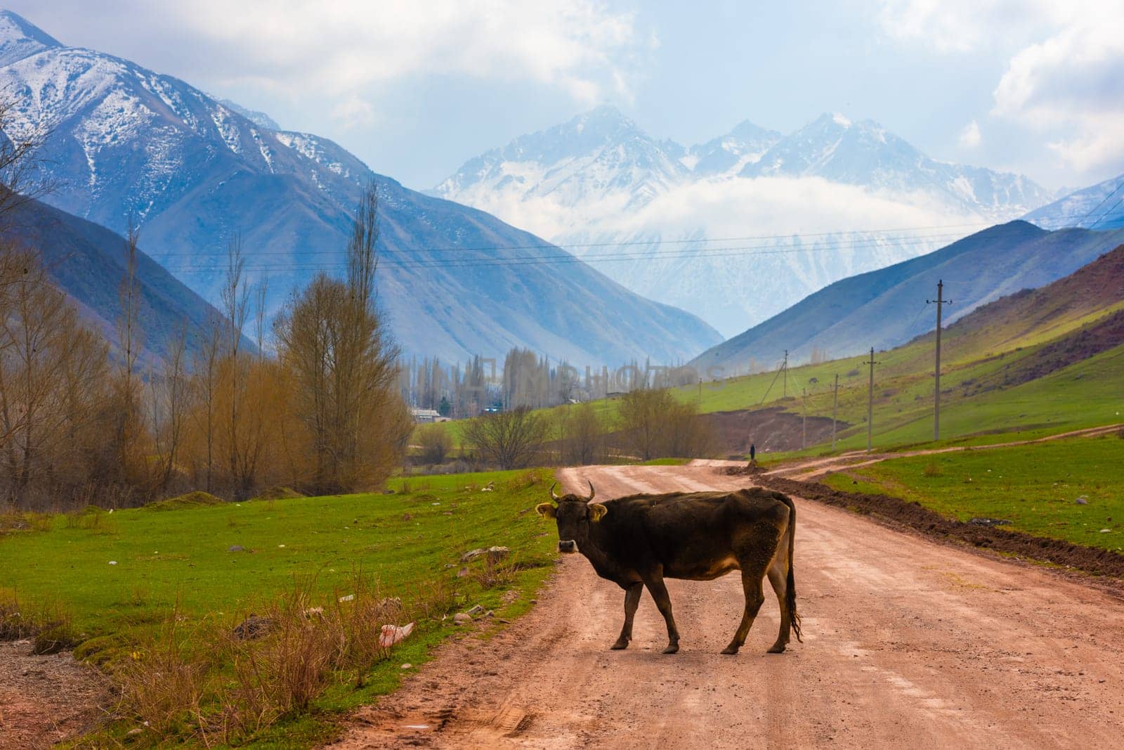 A brown cow stands across a dirt road against a mountainous landscape at spring day in Kyrgyzstan