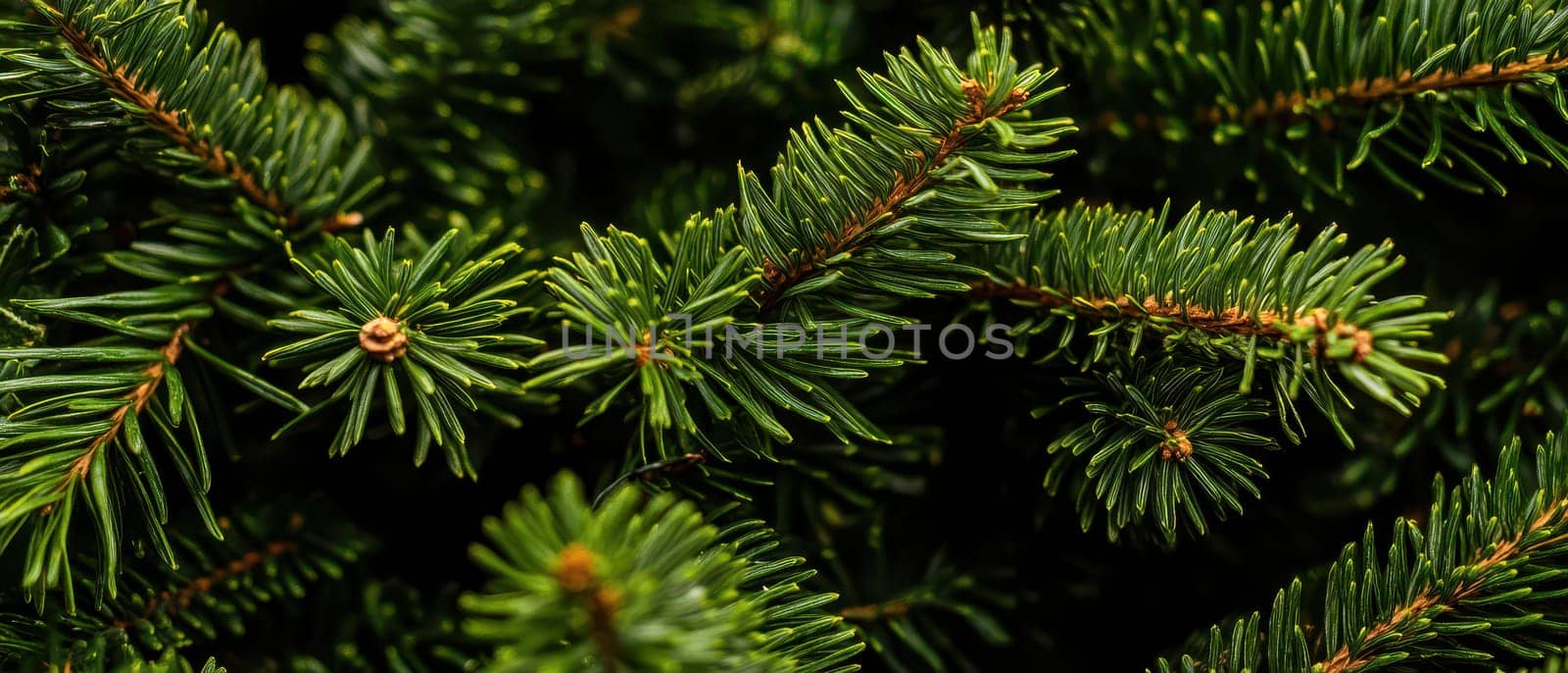 This natural setting showcases lush green pine branches highlighting the intricate details and textures of the foliage.