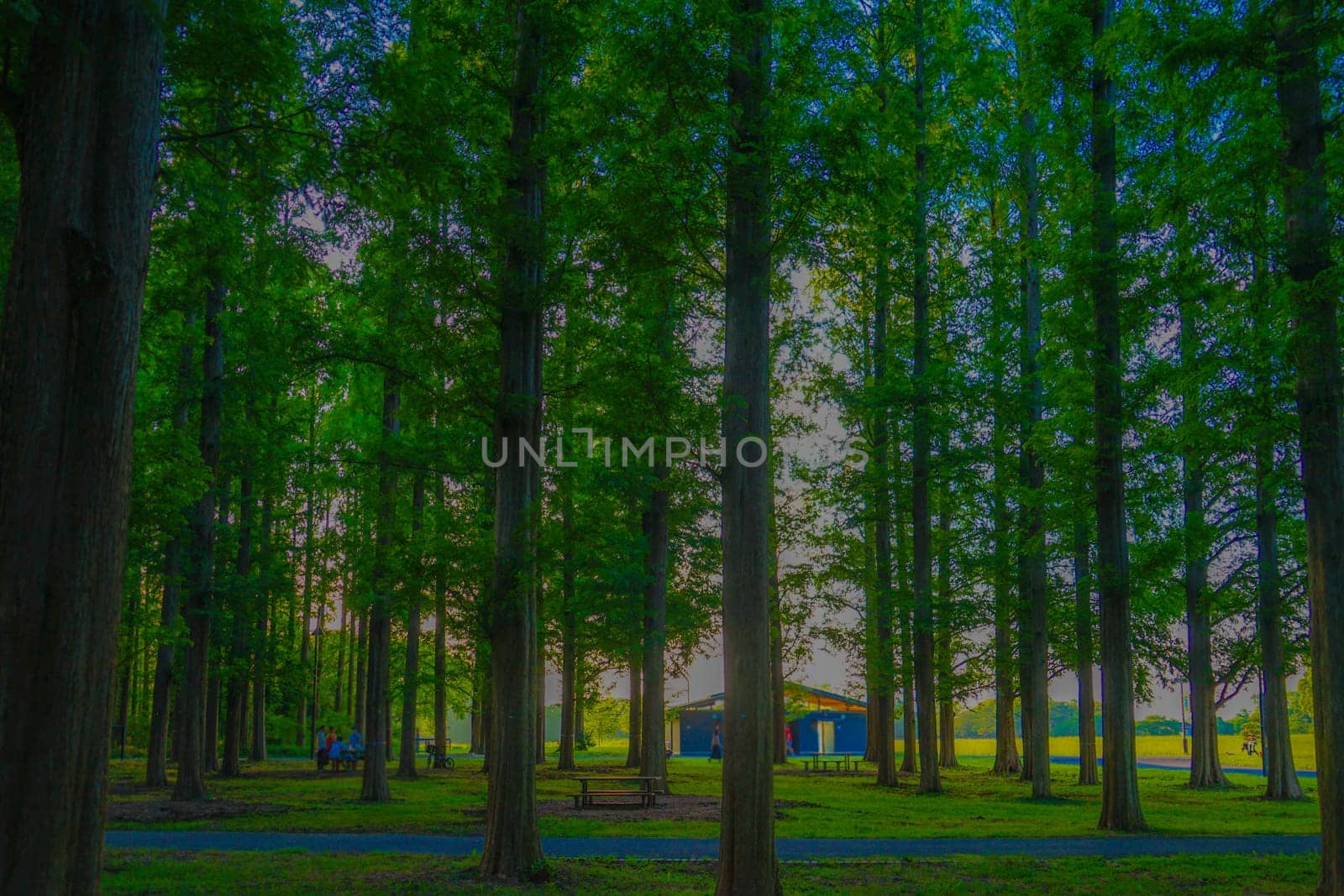 Metasekoya Forest (Mizumoto Park). Shooting Location: Katsushika-ku, Tokyo