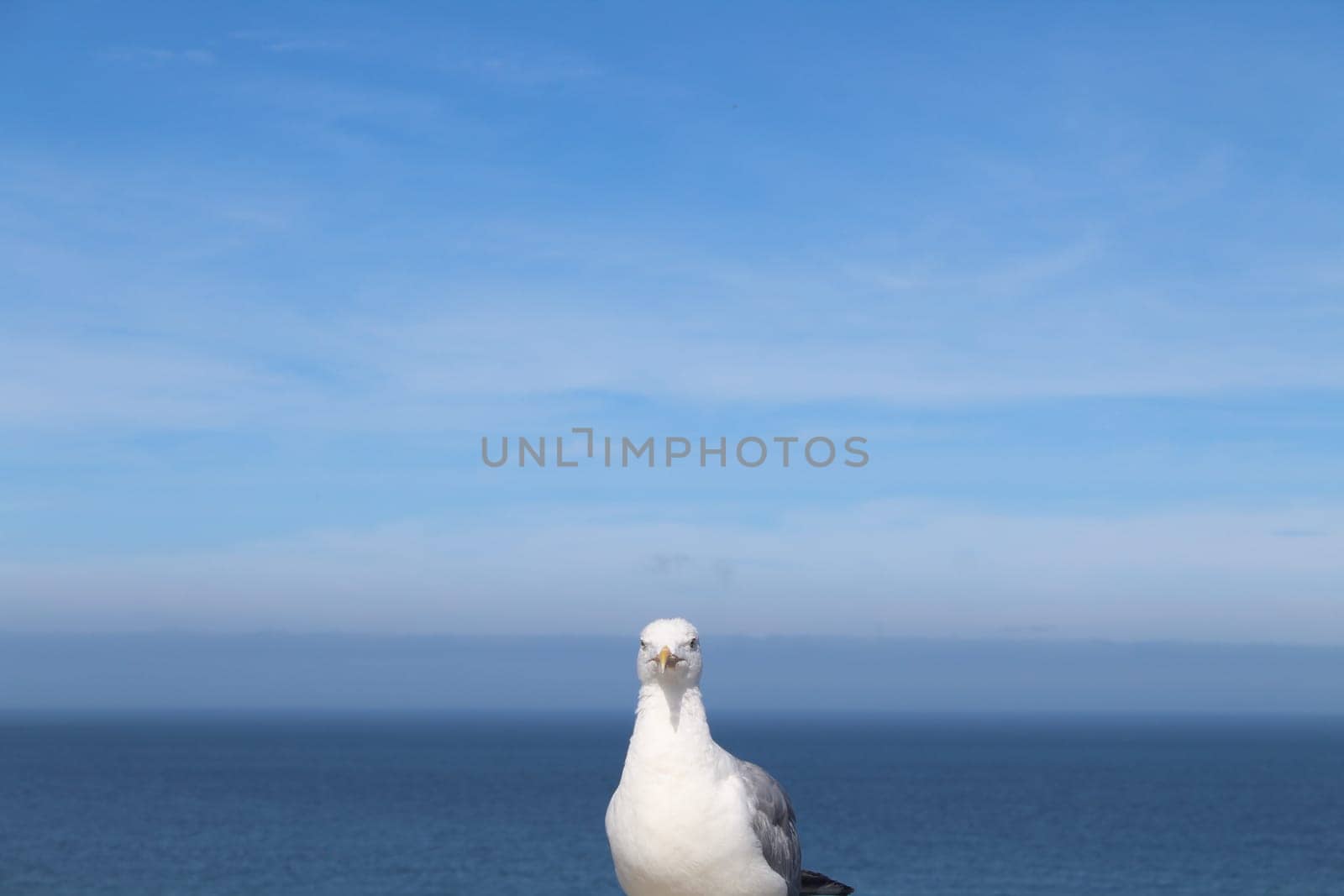 beautiful seagull with piercing terrifying eyes aggressive look