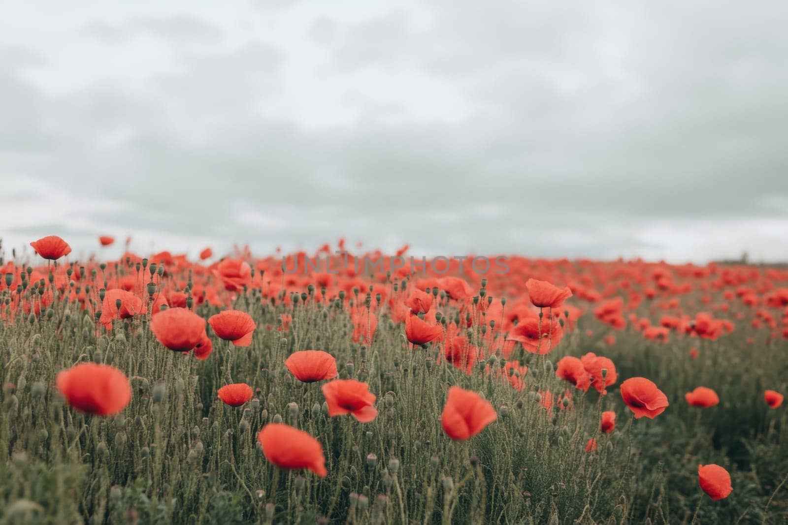 Beautiful red poppies blooming in a vast field under a cloudy sky, creating a picturesque natural landscape