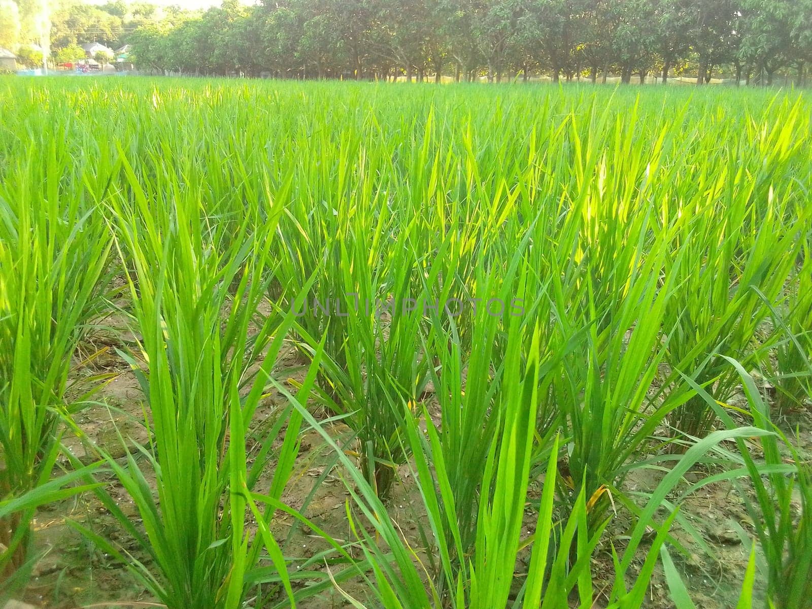 Village Beautiful Scenery - Paddy Field, Village Jungle Flowers, Village Evening, Fruit Tree Garden, Village Sunset, Village River