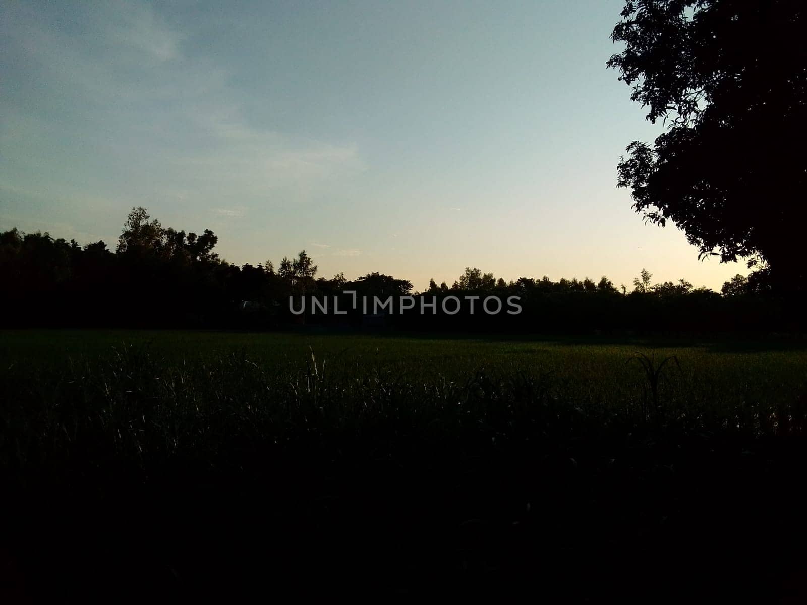 Village Beautiful Scenery - Paddy Field, Village Jungle Flowers, Village Evening, Fruit Tree Garden, Village Sunset, Village River