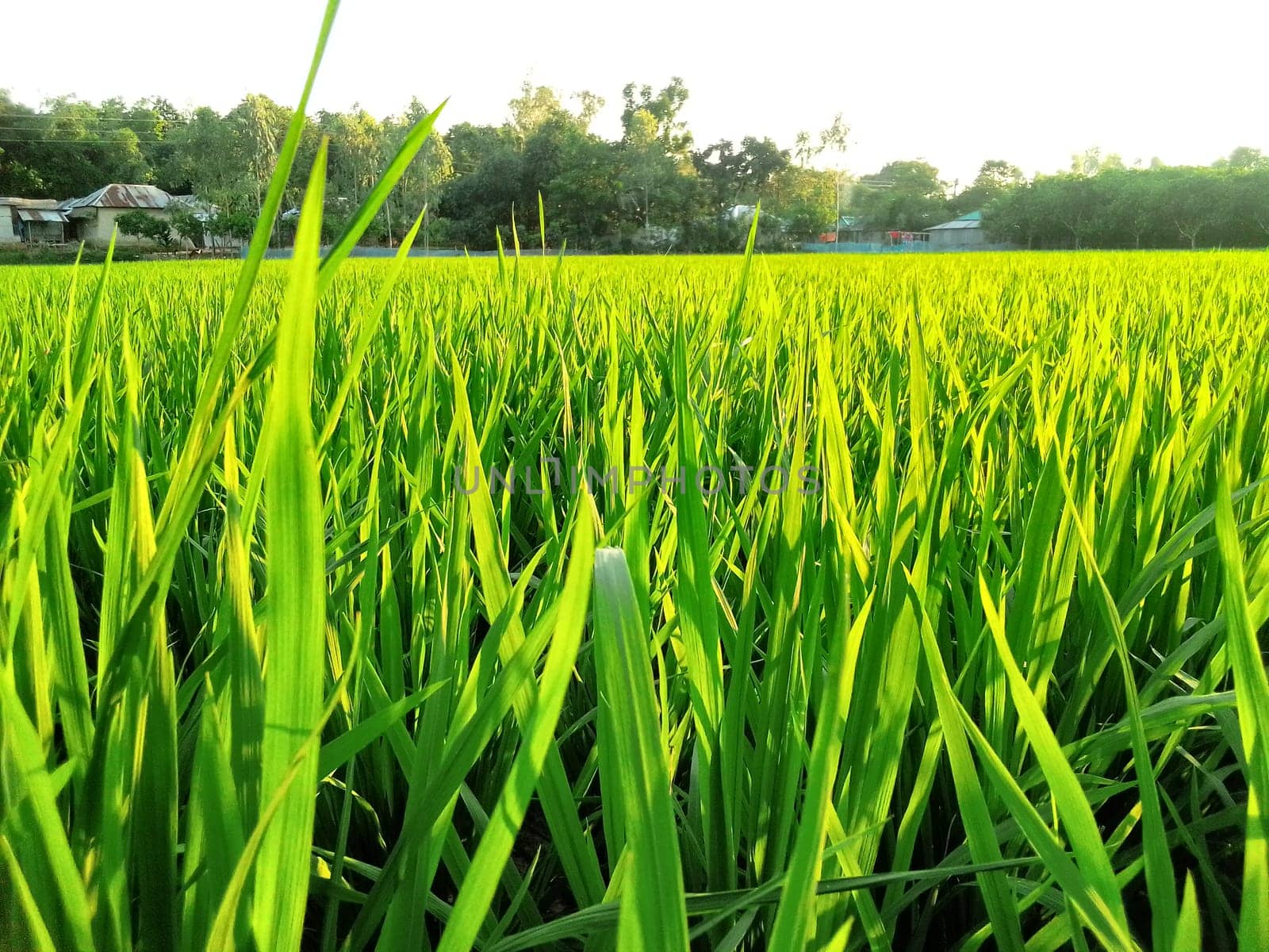 Village Beautiful Scenery - Paddy Field, Village Jungle Flowers, Village Evening, Fruit Tree Garden, Village Sunset, Village River