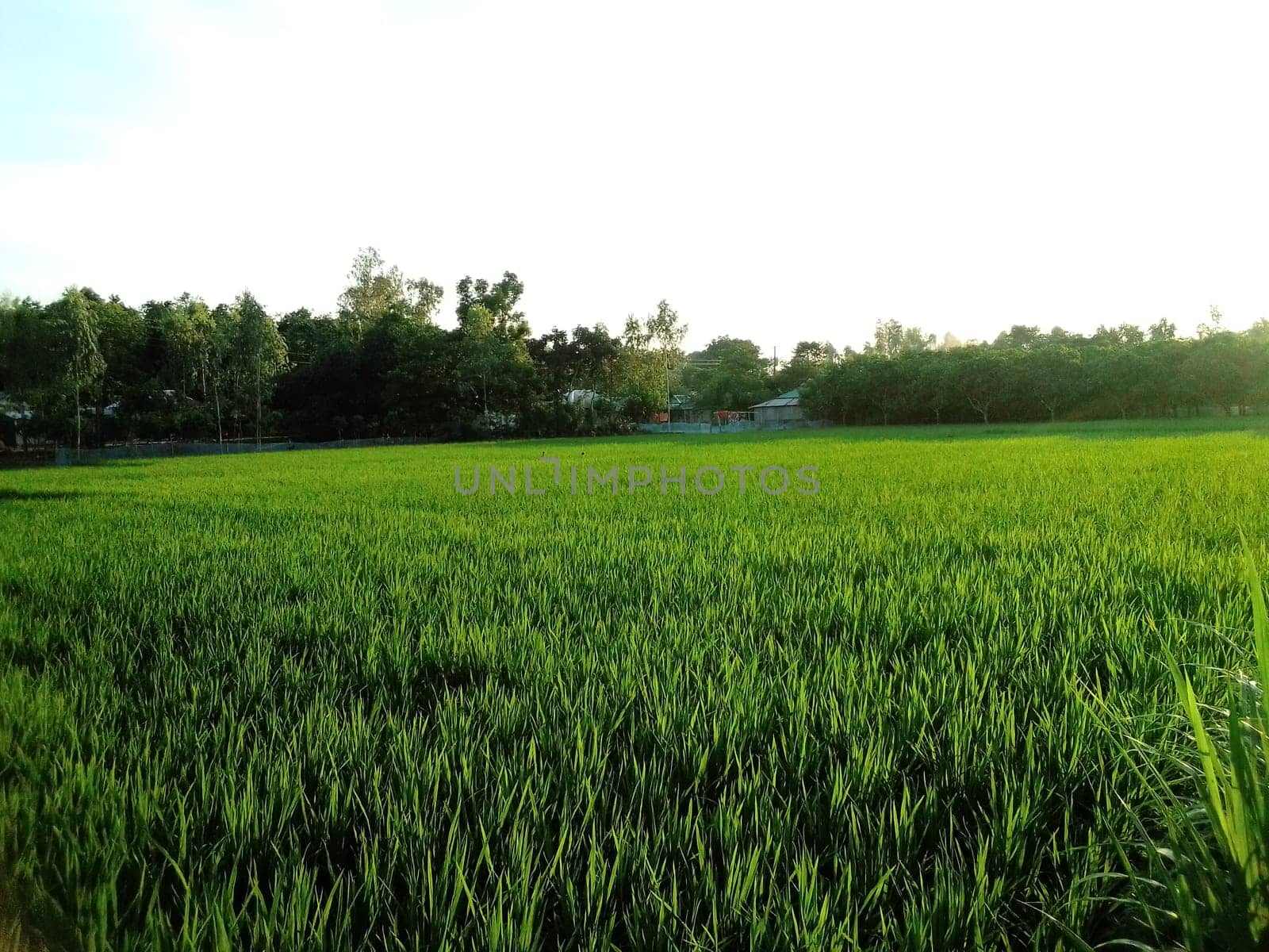 Village Beautiful Scenery - Paddy Field, Village Jungle Flowers, Village Evening, Fruit Tree Garden, Village Sunset, Village River