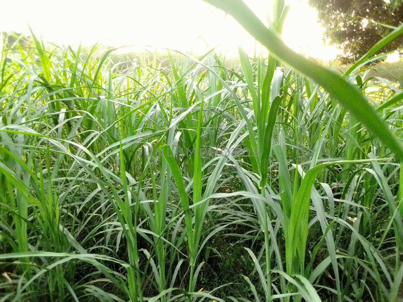 Village Beautiful Scenery - Paddy Field, Village Jungle Flowers, Village Evening, Fruit Tree Garden, Village Sunset, Village River