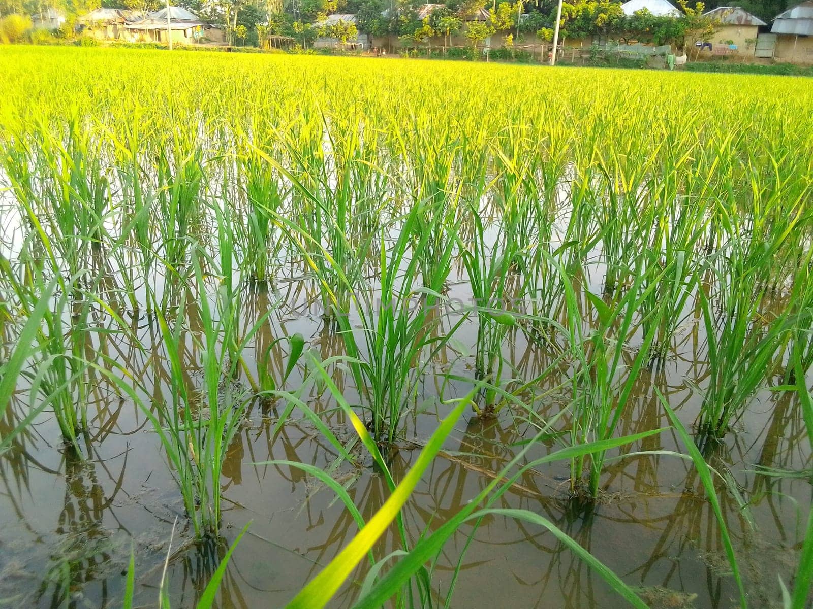 Village Beautiful Scenery - Paddy Field, Village Jungle Flowers, Village Evening, Fruit Tree Garden, Village Sunset, Village River