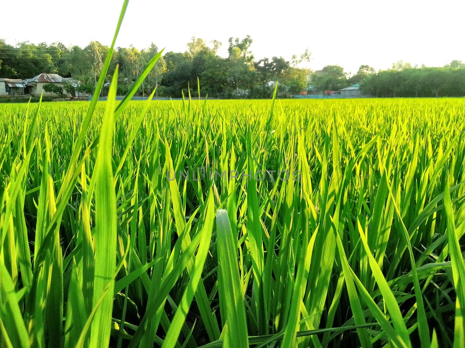Village Beautiful Scenery - Paddy Field, Village Jungle Flowers, Village Evening, Fruit Tree Garden, Village Sunset, Village River