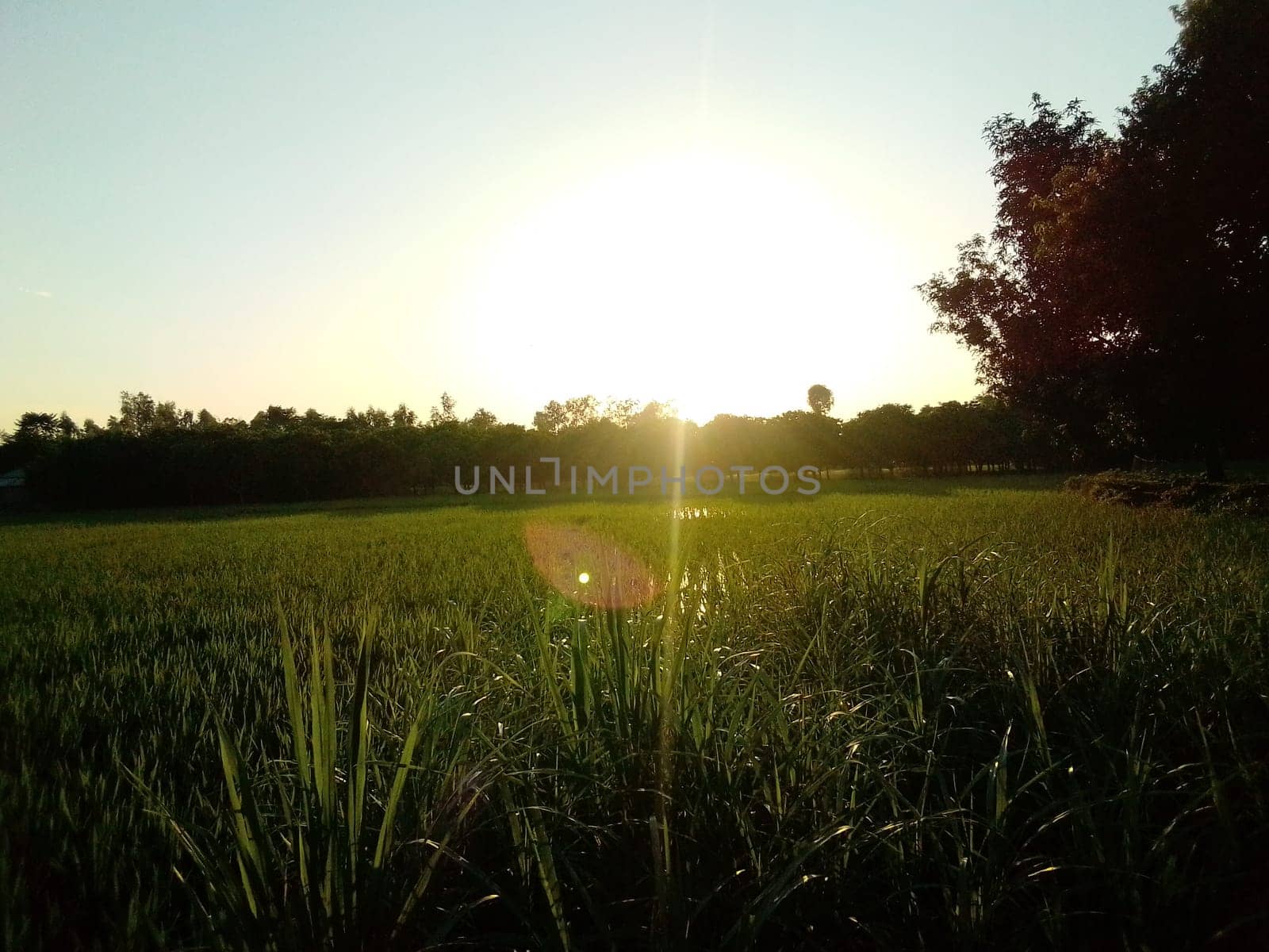 Village Beautiful Scenery - Paddy Field, Village Jungle Flowers, Village Evening, Fruit Tree Garden, Village Sunset, Village River