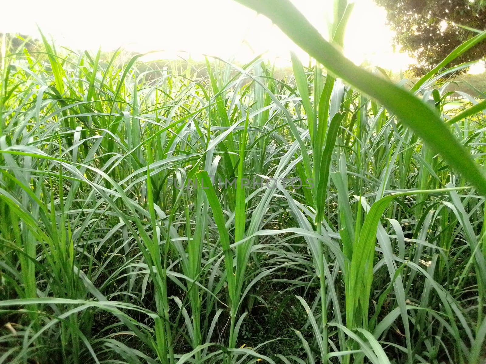 Village Beautiful Scenery - Paddy Field, Village Jungle Flowers, Village Evening, Fruit Tree Garden, Village Sunset, Village River
