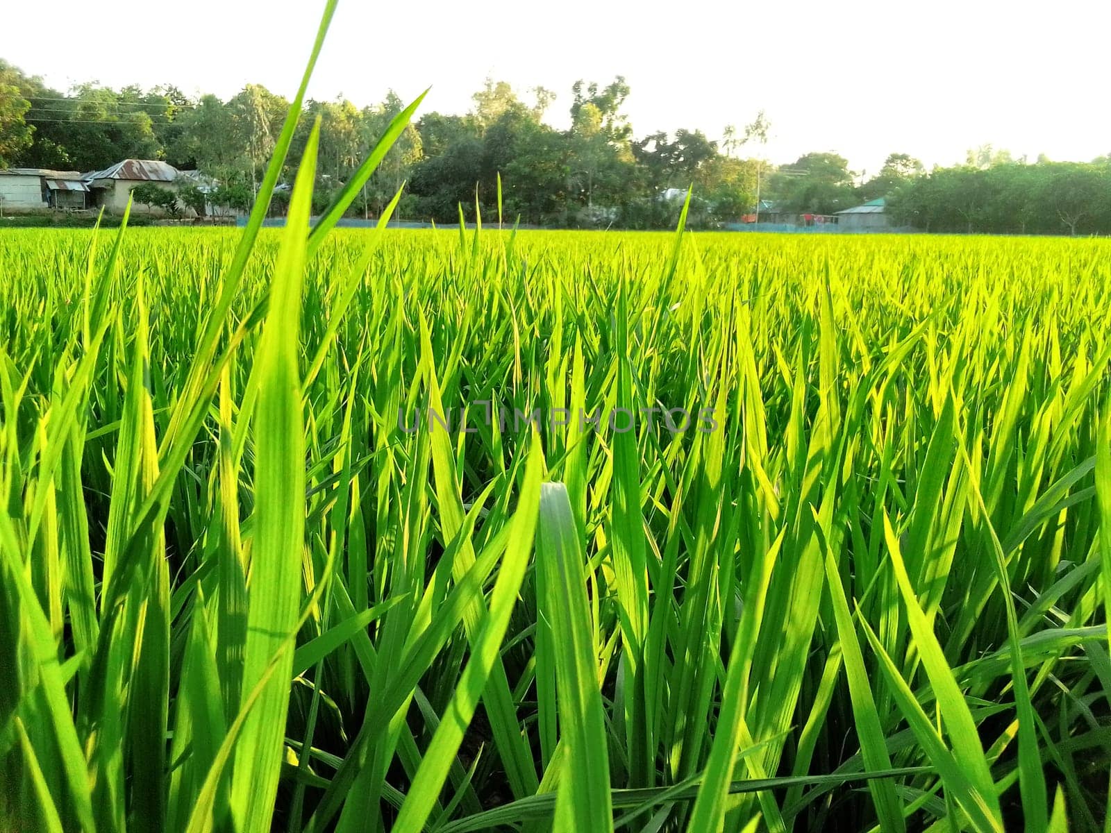 Village Beautiful Scenery - Paddy Field, Village Jungle Flowers, Village Evening, Fruit Tree Garden, Village Sunset, Village River