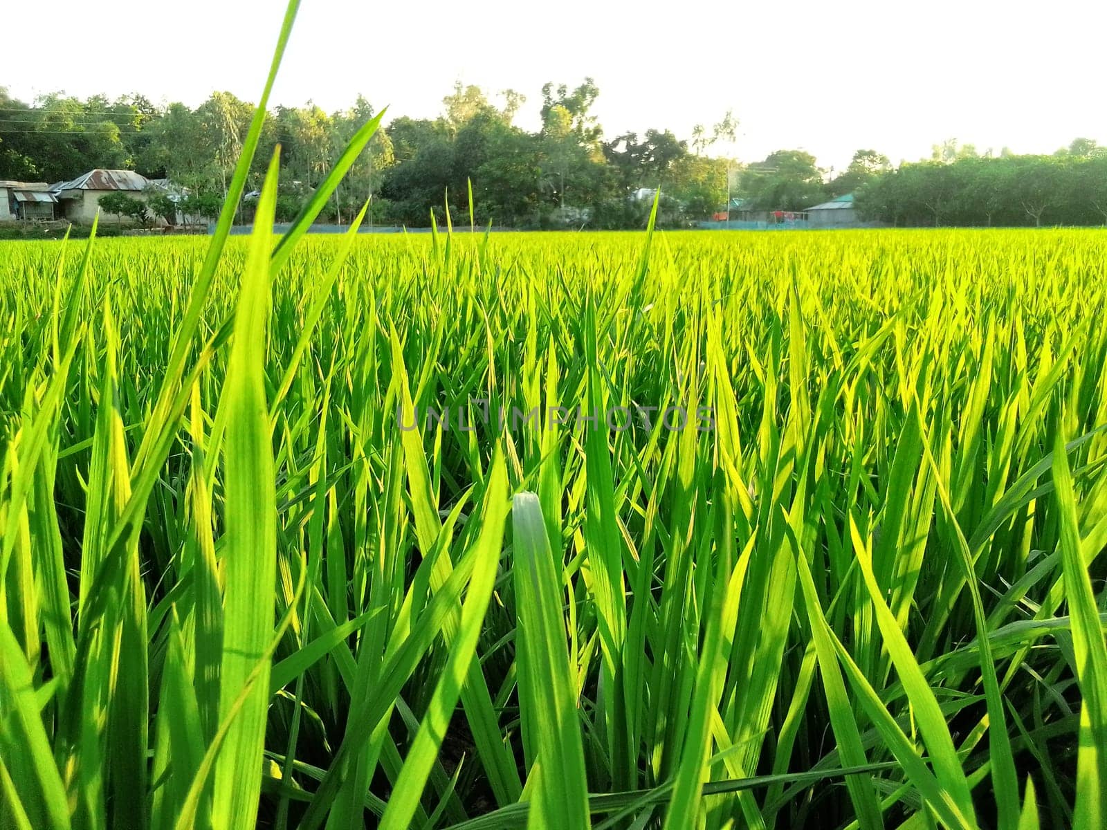 Village Beautiful Scenery - Paddy Field, Village Jungle Flowers, Village Evening, Fruit Tree Garden, Village Sunset, Village River