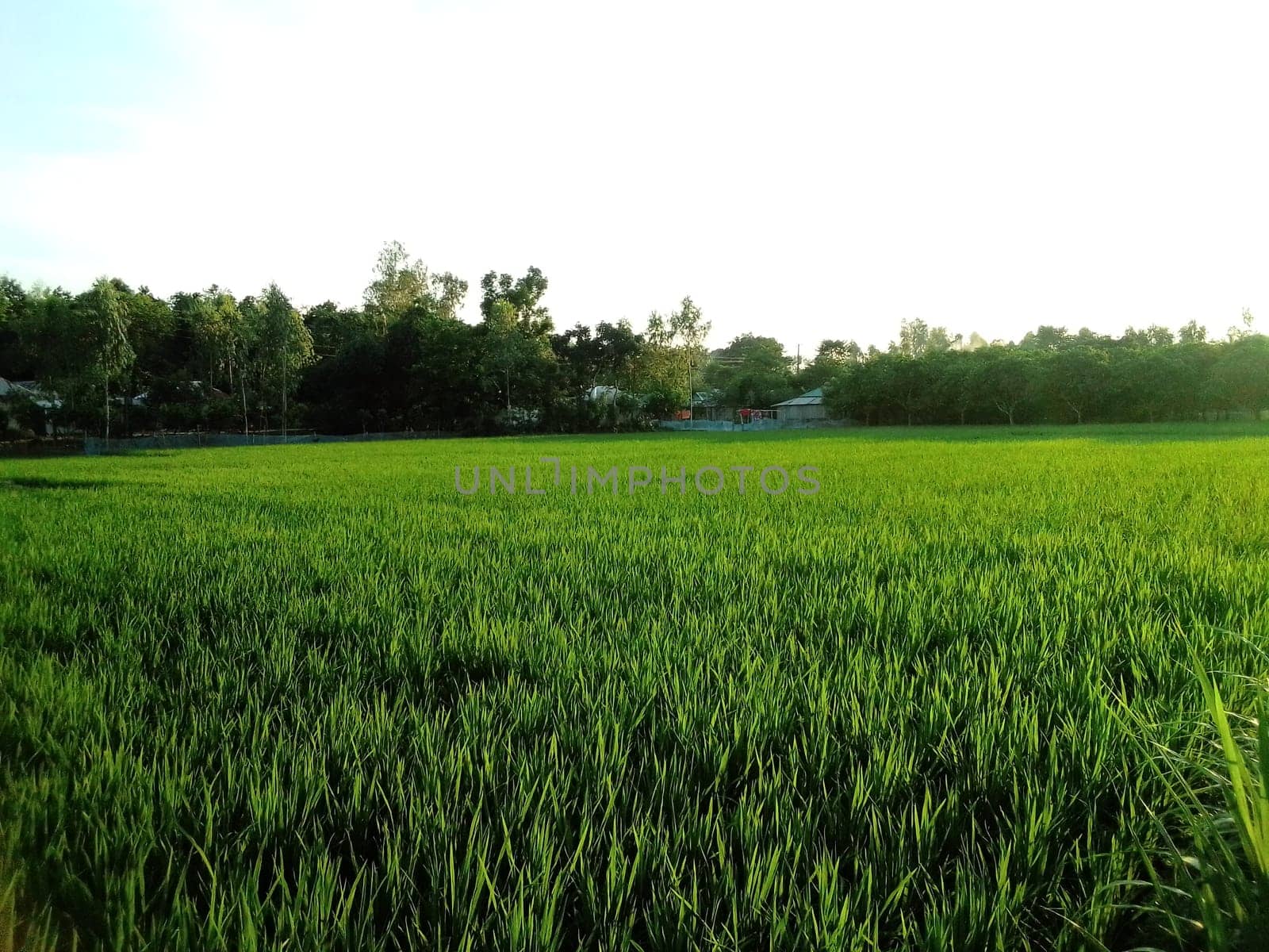 Village Beautiful Scenery - Paddy Field, Village Jungle Flowers, Village Evening, Fruit Tree Garden, Village Sunset, Village River