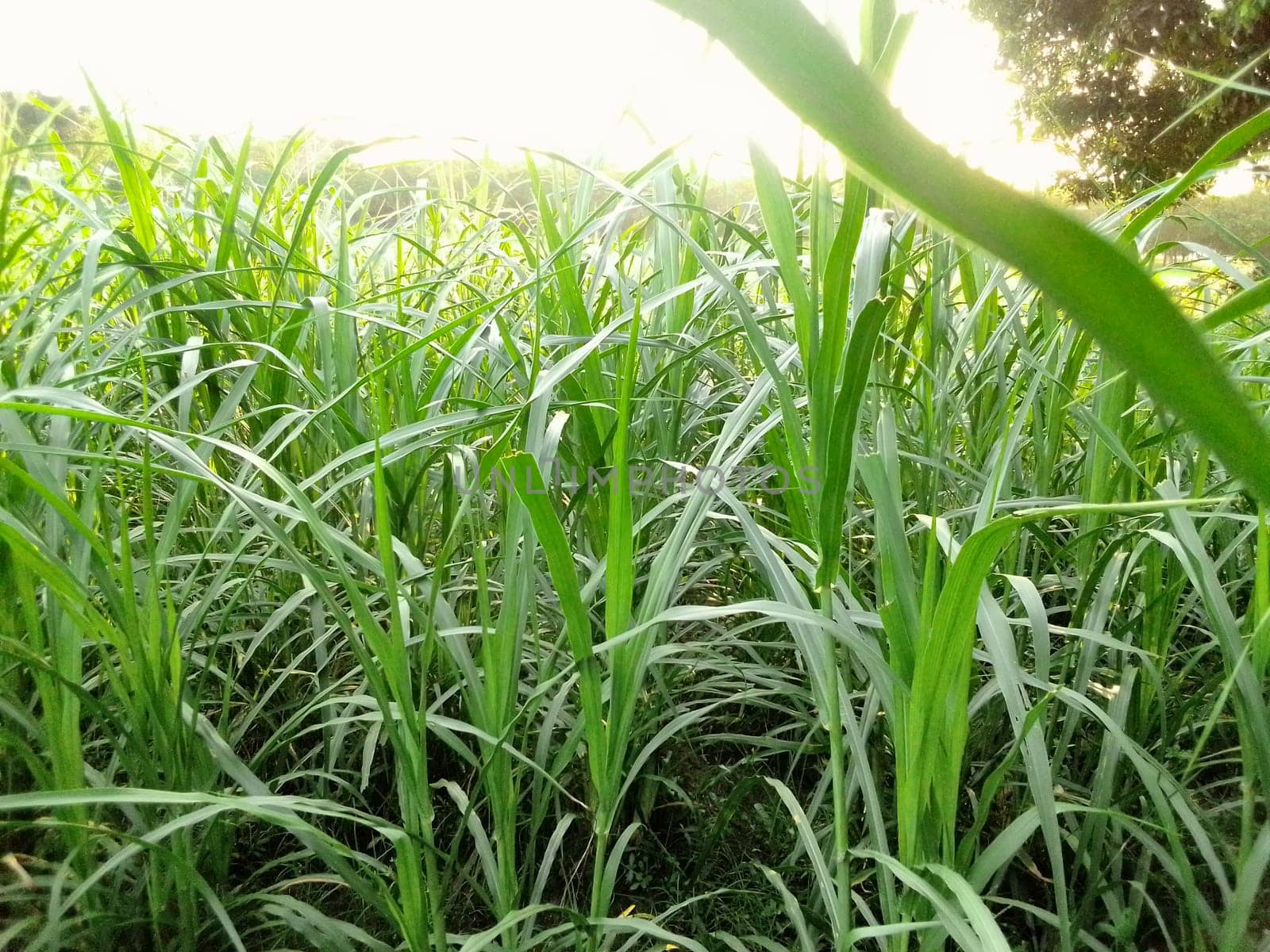 Village Beautiful Scenery - Paddy Field, Village Jungle Flowers, Village Evening, Fruit Tree Garden, Village Sunset, Village River