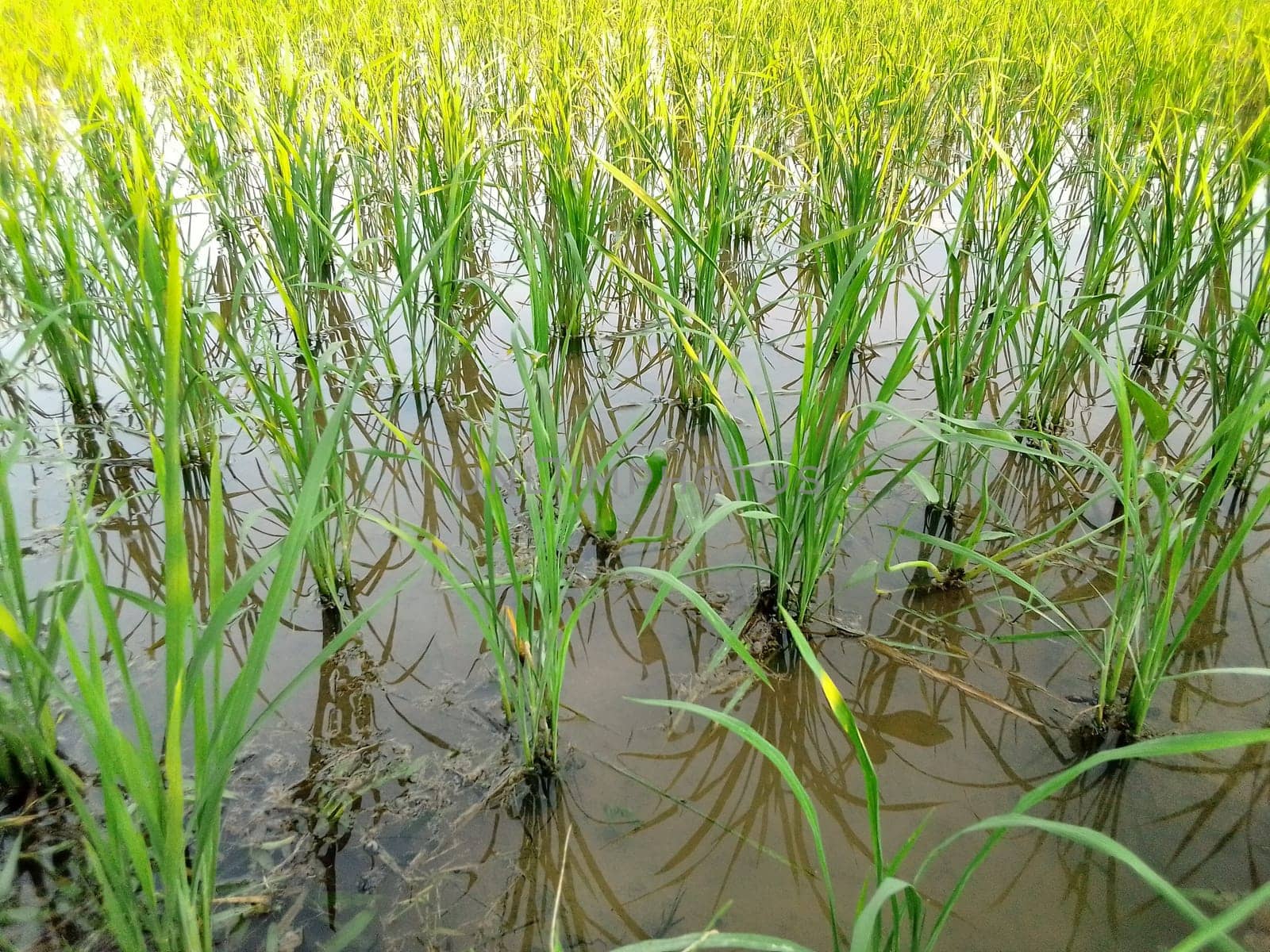 Village Beautiful Scenery - Paddy Field, Village Jungle Flowers, Village Evening, Fruit Tree Garden, Village Sunset, Village River
