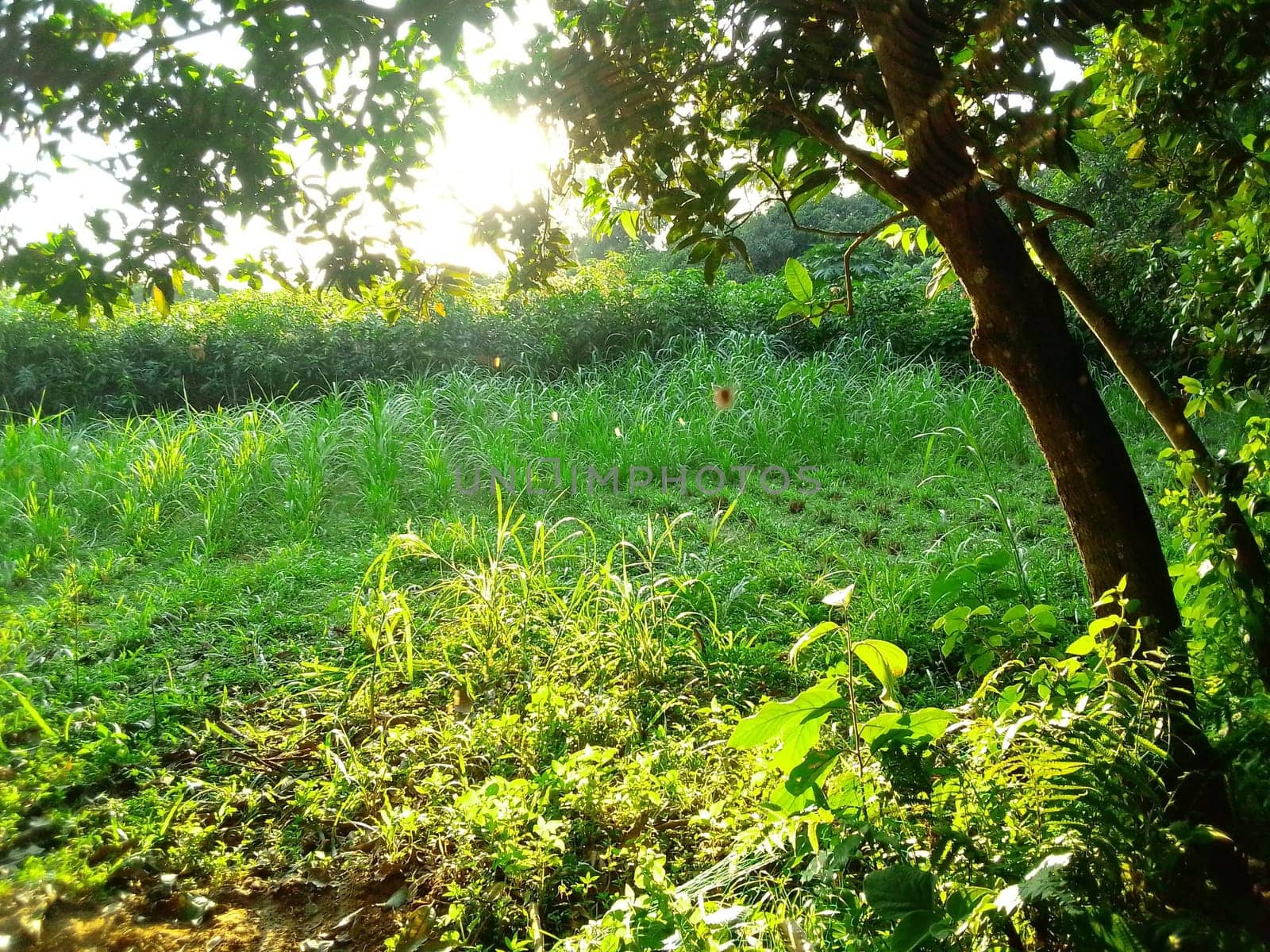 Village Beautiful Scenery - Paddy Field, Village Jungle Flowers, Village Evening, Fruit Tree Garden, Village Sunset, Village River
