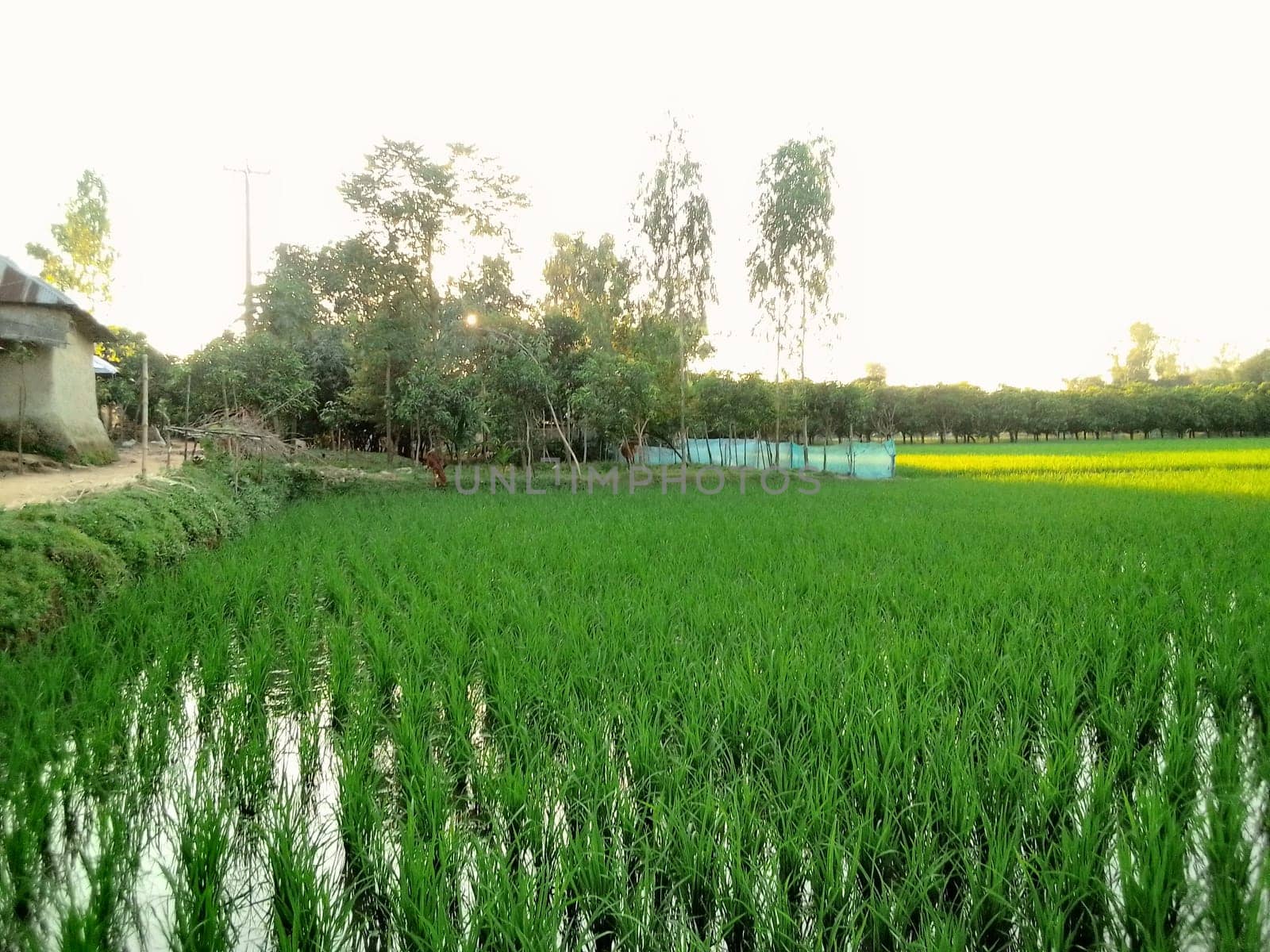 Village Beautiful Scenery - Paddy Field, Village Jungle Flowers, Village Evening, Fruit Tree Garden, Village Sunset, Village River