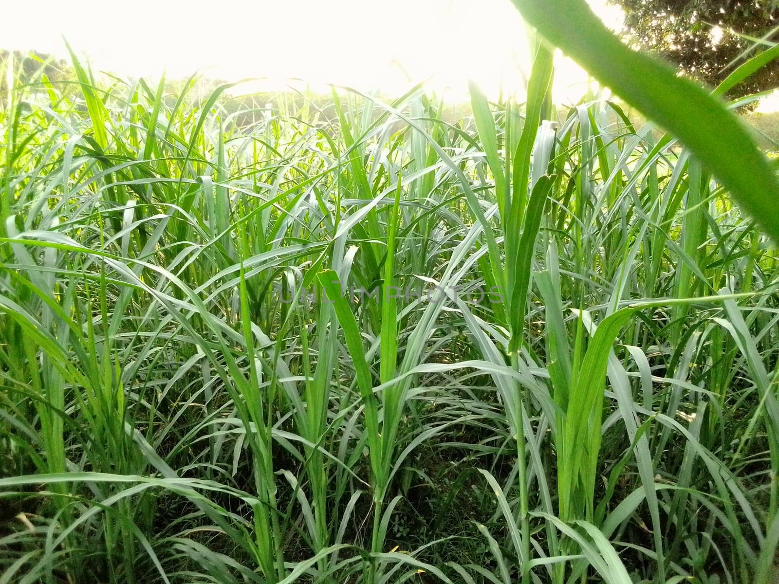 Village Beautiful Scenery - Paddy Field, Village Jungle Flowers, Village Evening, Fruit Tree Garden, Village Sunset, Village River